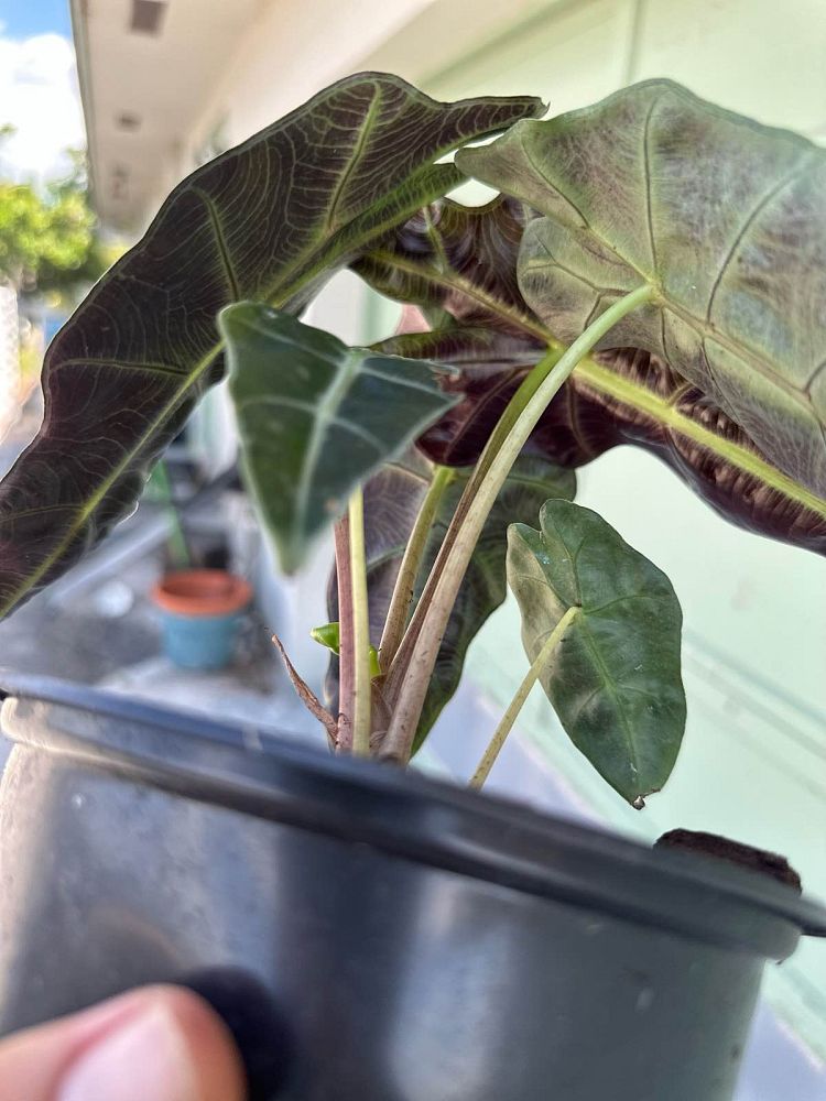 alocasia-amazonica-polly-african-mask-elephant-ear