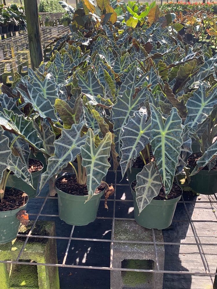 alocasia-amazonica-polly-african-mask-elephant-ear