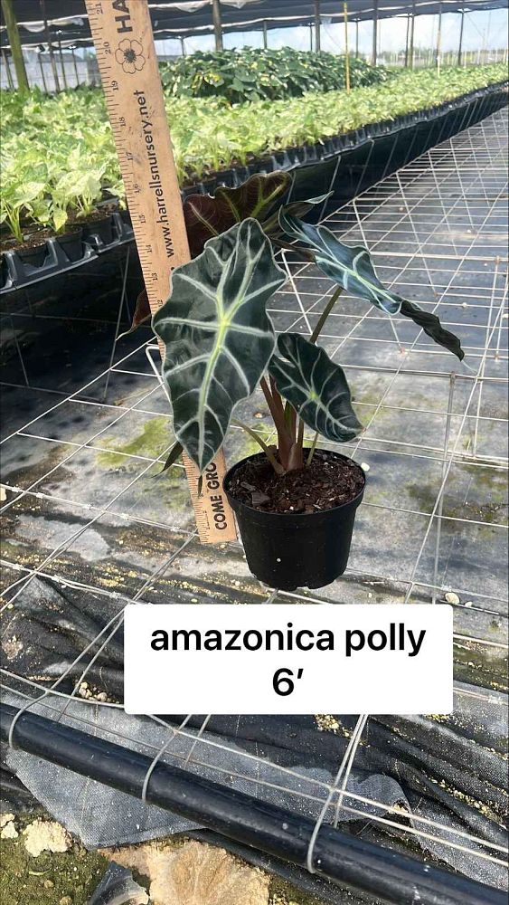 alocasia-amazonica-polly-african-mask-elephant-ear