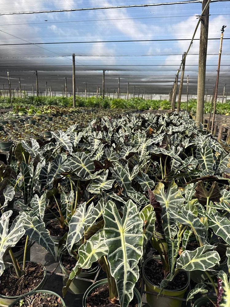 alocasia-amazonica-polly-african-mask-elephant-ear