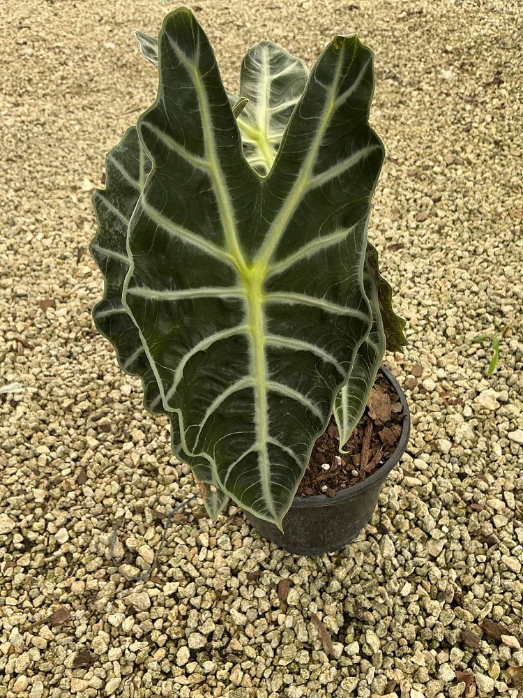 alocasia-amazonica-polly-african-mask-elephant-ear