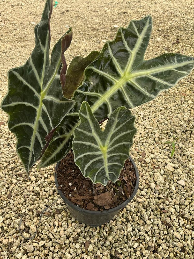alocasia-amazonica-polly-african-mask-elephant-ear