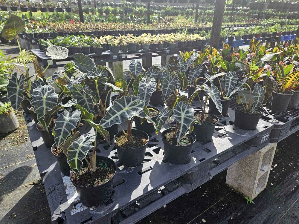 alocasia-amazonica-polly-african-mask-elephant-ear