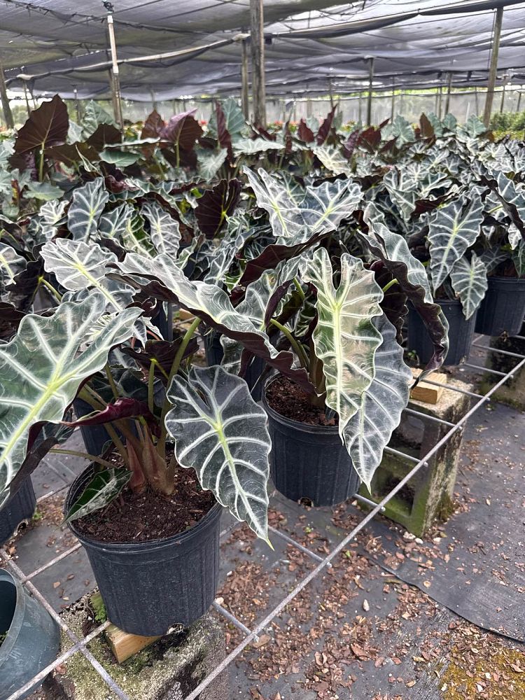 alocasia-amazonica-polly-african-mask-elephant-ear