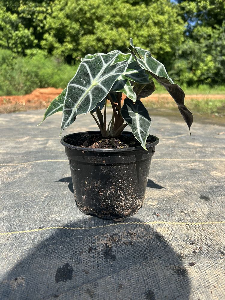 alocasia-amazonica-polly-african-mask-elephant-ear