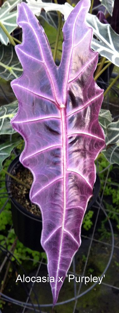 alocasia-amazonica-purpley-african-mask-elephant-ear