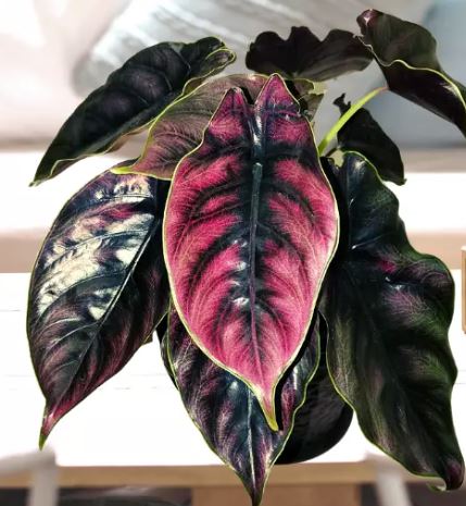 alocasia-azlanii-jewel-alocasia