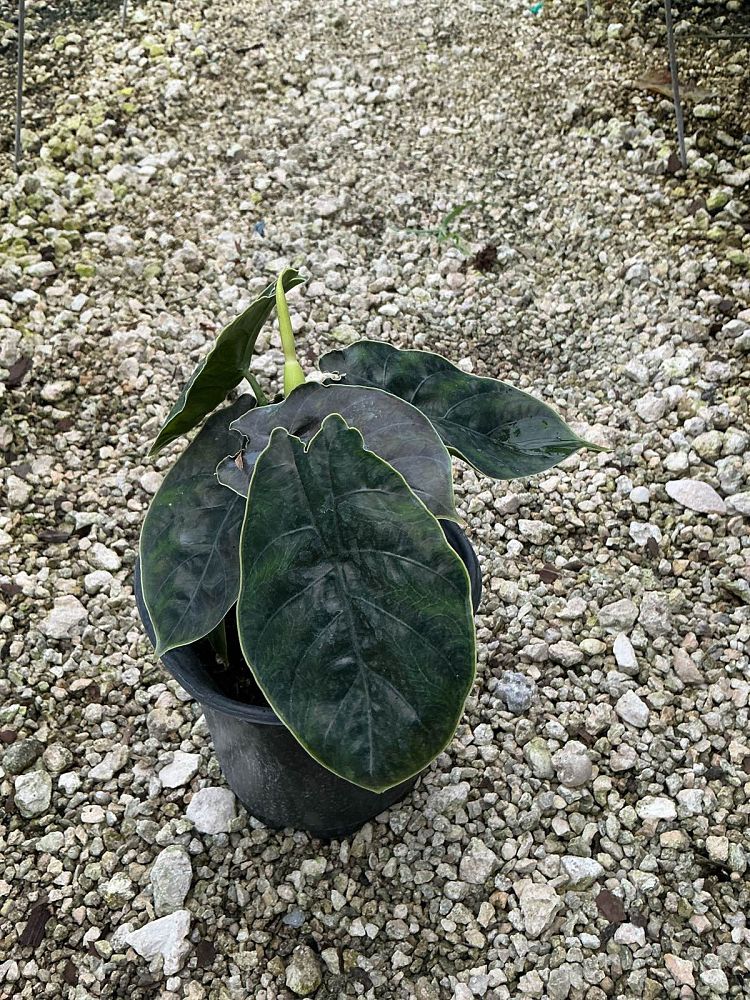 alocasia-azlanii-jewel-alocasia