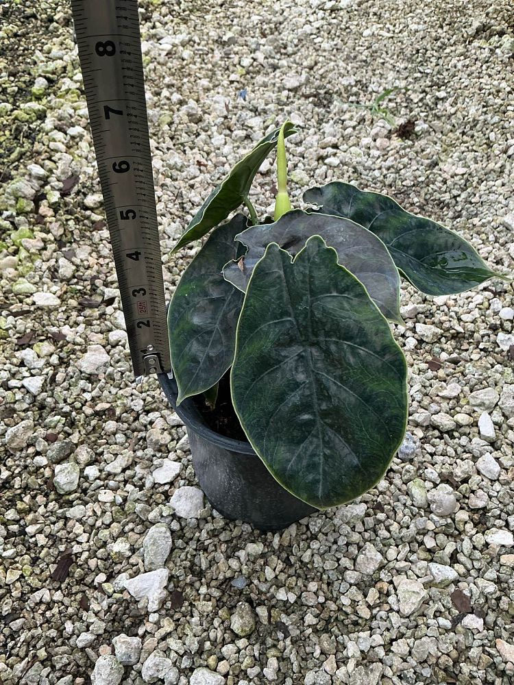 alocasia-azlanii-jewel-alocasia