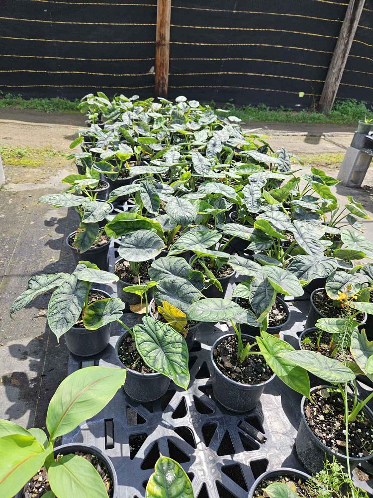 alocasia-baginda-dragon-scale-elephant-ear