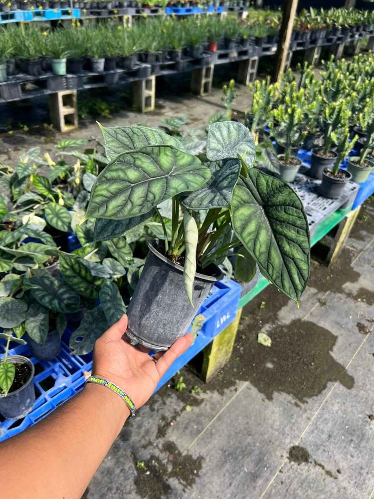 alocasia-baginda-dragon-scale-elephant-ear