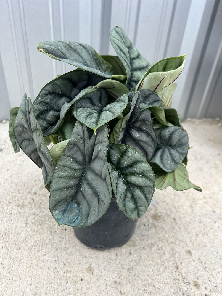 alocasia-baginda-silver-dragon-elephant-ear