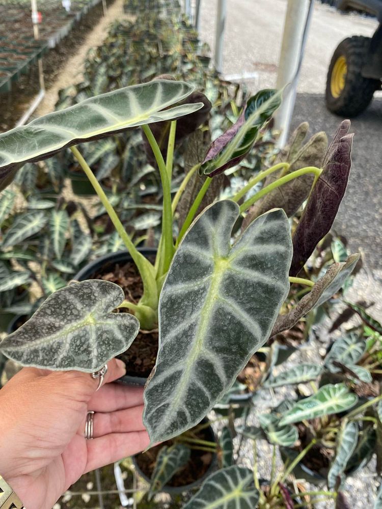 alocasia-bambino-elephant-ear