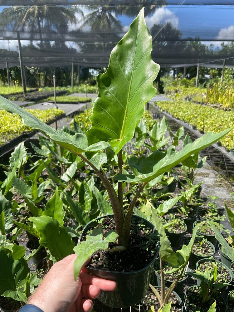 alocasia-boa-elephant-ear