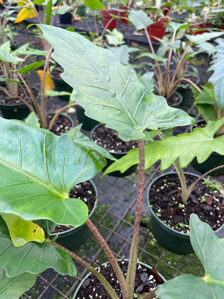 alocasia-boa-elephant-ear