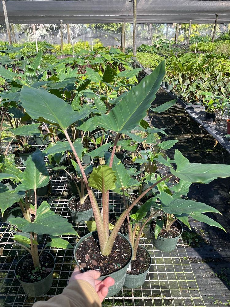 alocasia-boa-elephant-ear