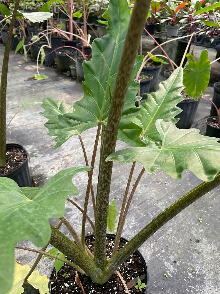 alocasia-boa-elephant-ear