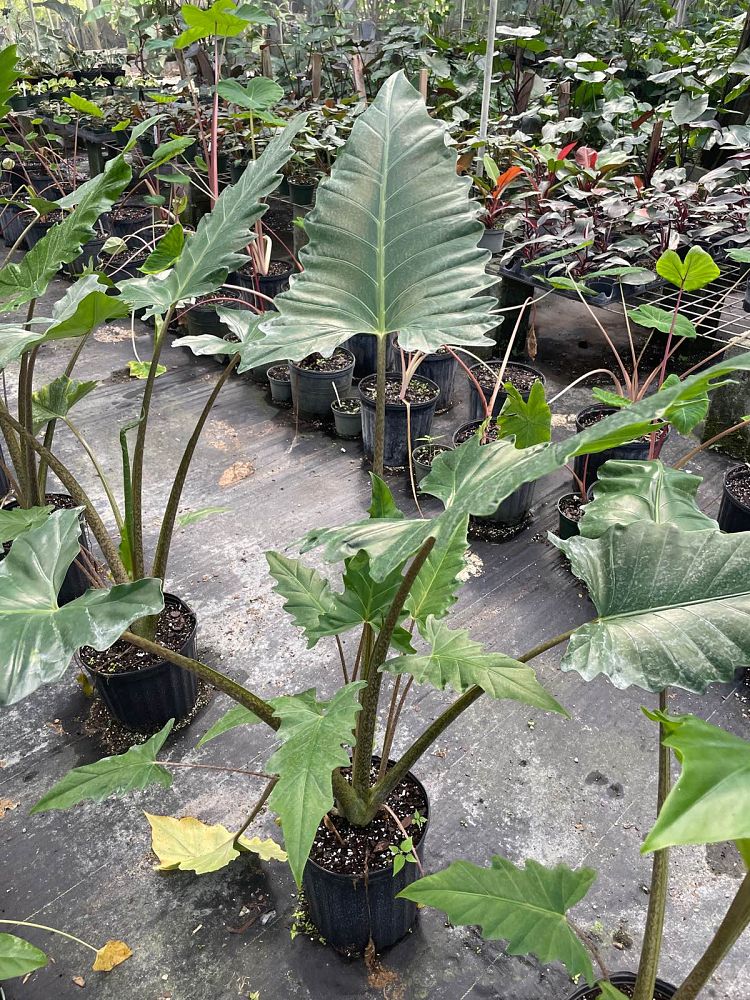 alocasia-boa-elephant-ear