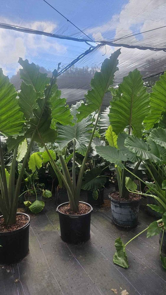 alocasia-boa-elephant-ear