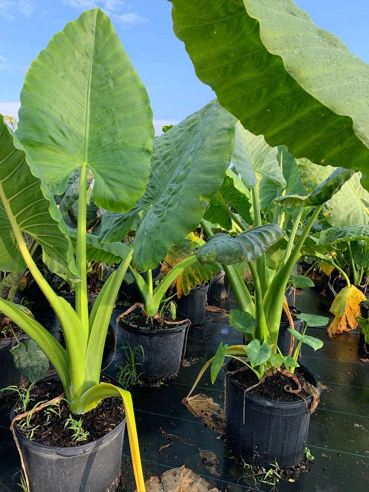 alocasia-borneo-king-elephant-ear