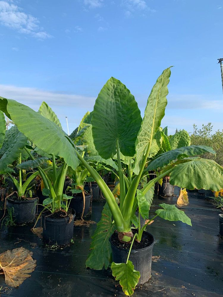 alocasia-borneo-king-elephant-ear