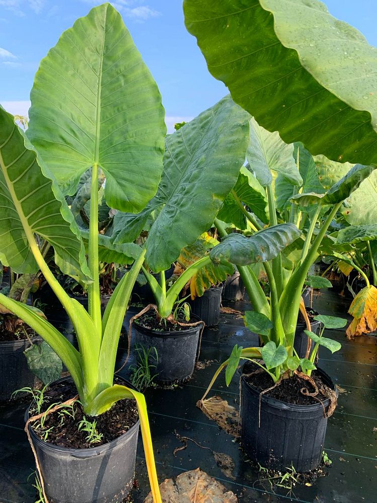 alocasia-borneo-king-elephant-ear