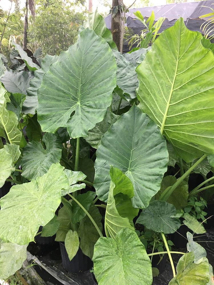 alocasia-borneo-king-elephant-ear