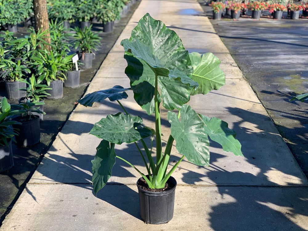 alocasia-borneo-king-elephant-ear