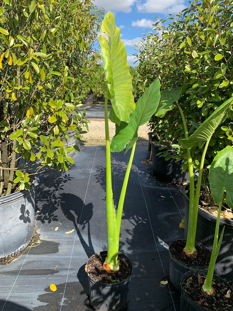 alocasia-borneo-king-elephant-ear