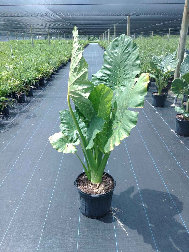alocasia-borneo-king-elephant-ear