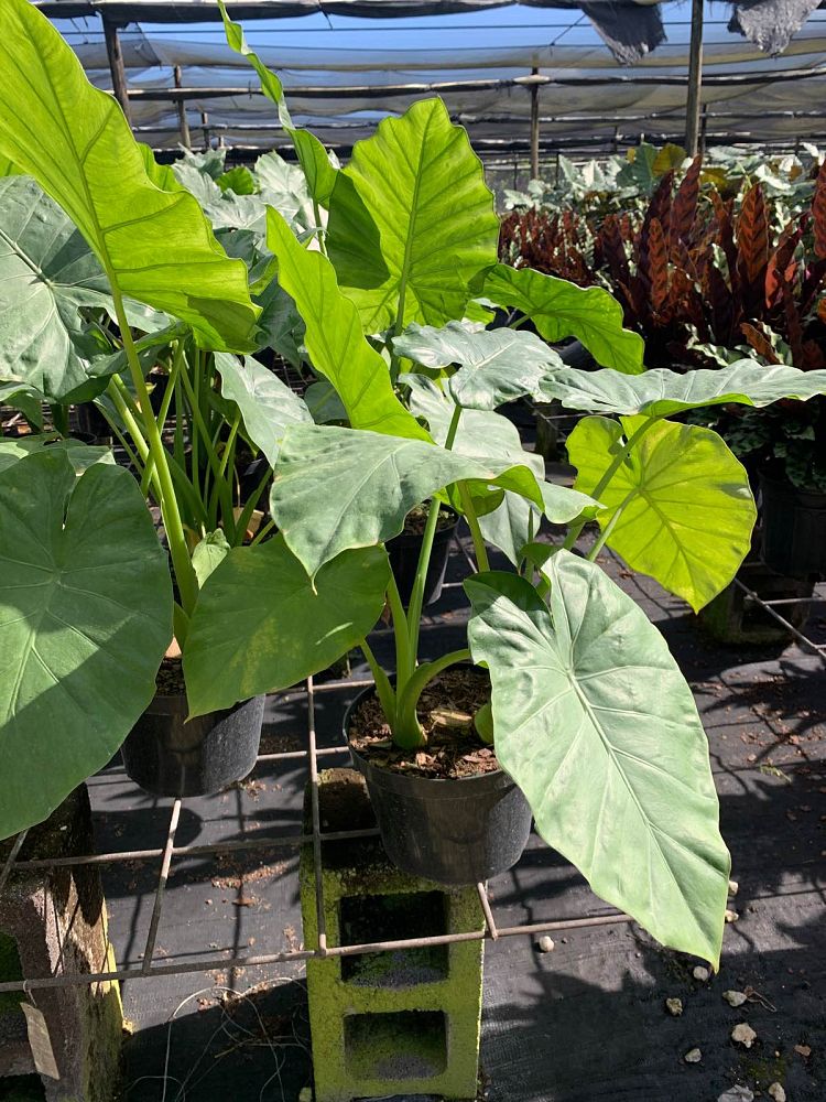 alocasia-borneo-king-elephant-ear