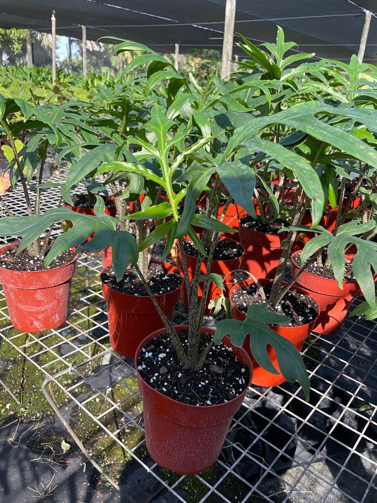 alocasia-brancifolia-elephant-ear