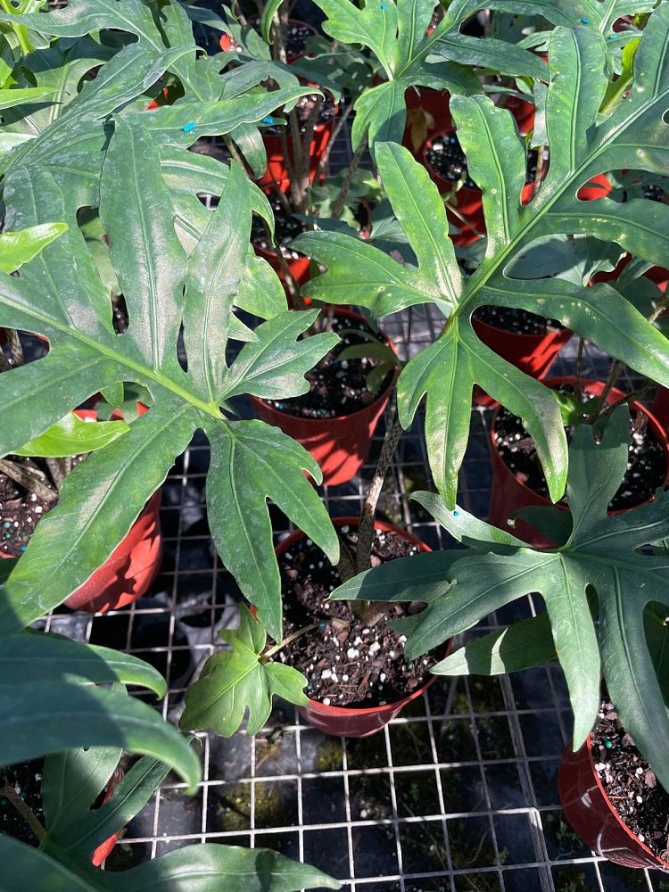 alocasia-brancifolia-elephant-ear