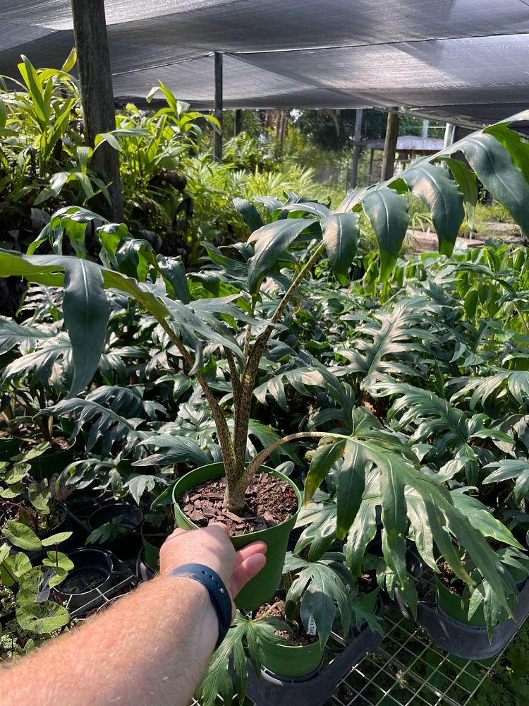 alocasia-brancifolia-elephant-ear