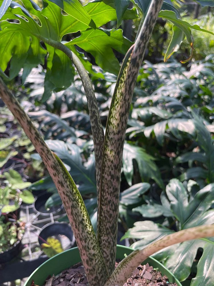 alocasia-brancifolia-elephant-ear