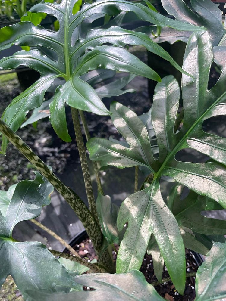 alocasia-brancifolia-elephant-ear