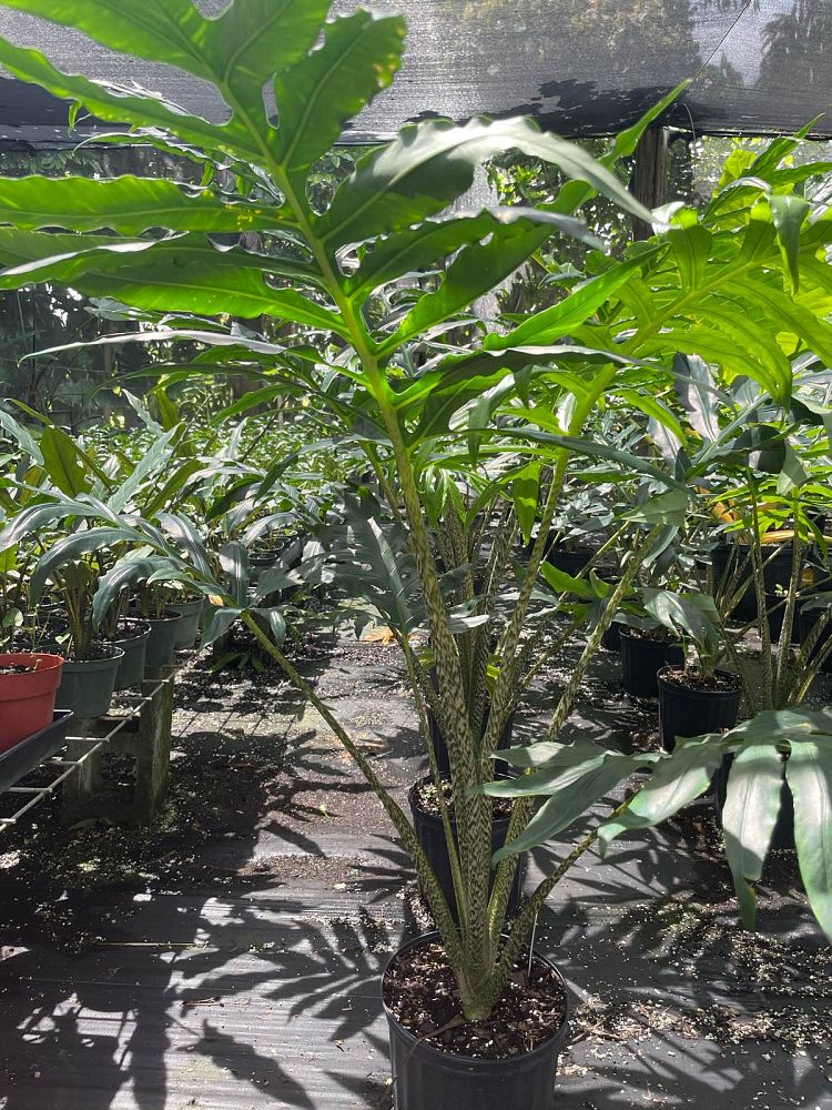 alocasia-brancifolia-elephant-ear