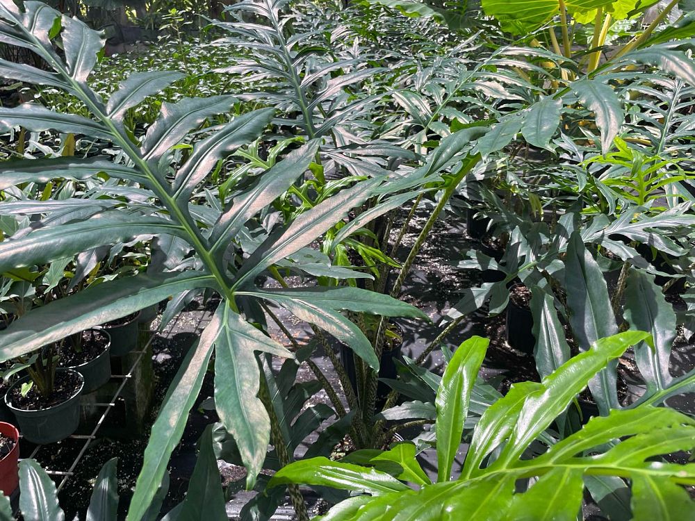 alocasia-brancifolia-elephant-ear
