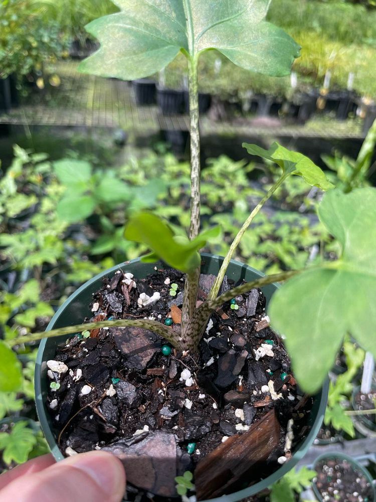alocasia-brancifolia-elephant-ear