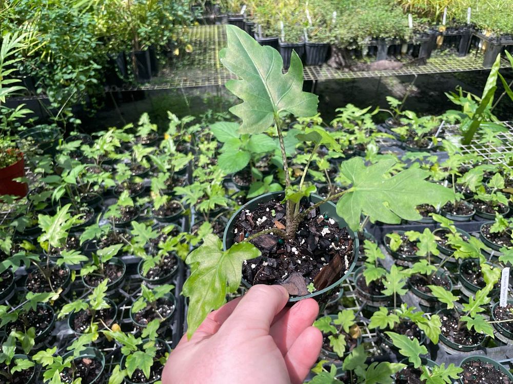 alocasia-brancifolia-elephant-ear