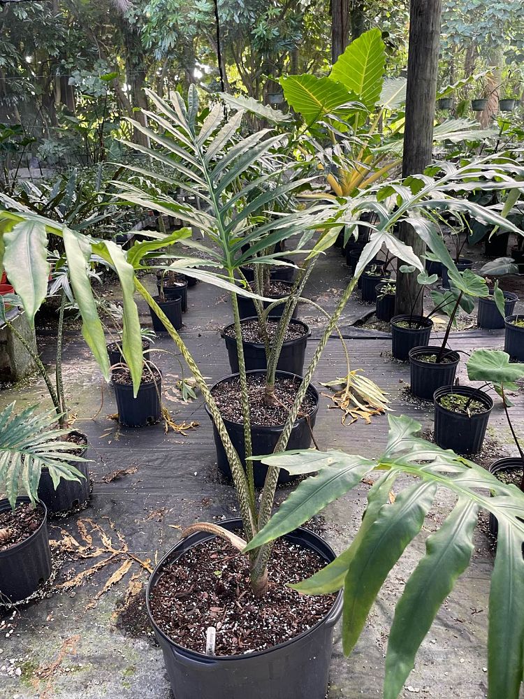 alocasia-brancifolia-elephant-ear