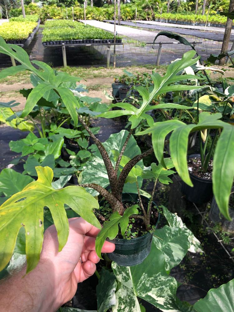 alocasia-brancifolia-nishiri-elephant-ear