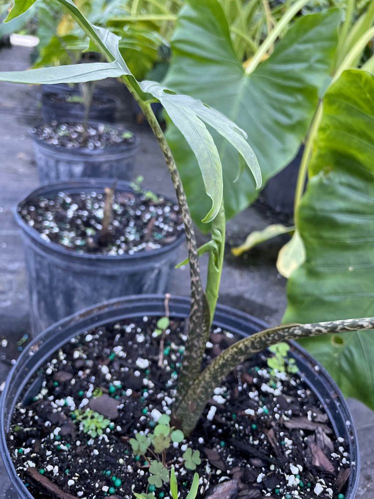 alocasia-brancifolia-nishiri-elephant-ear
