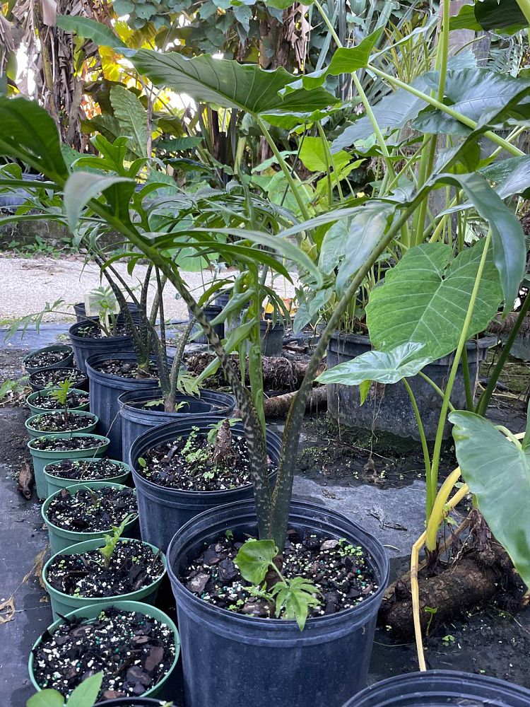 alocasia-brancifolia-nishiri-elephant-ear