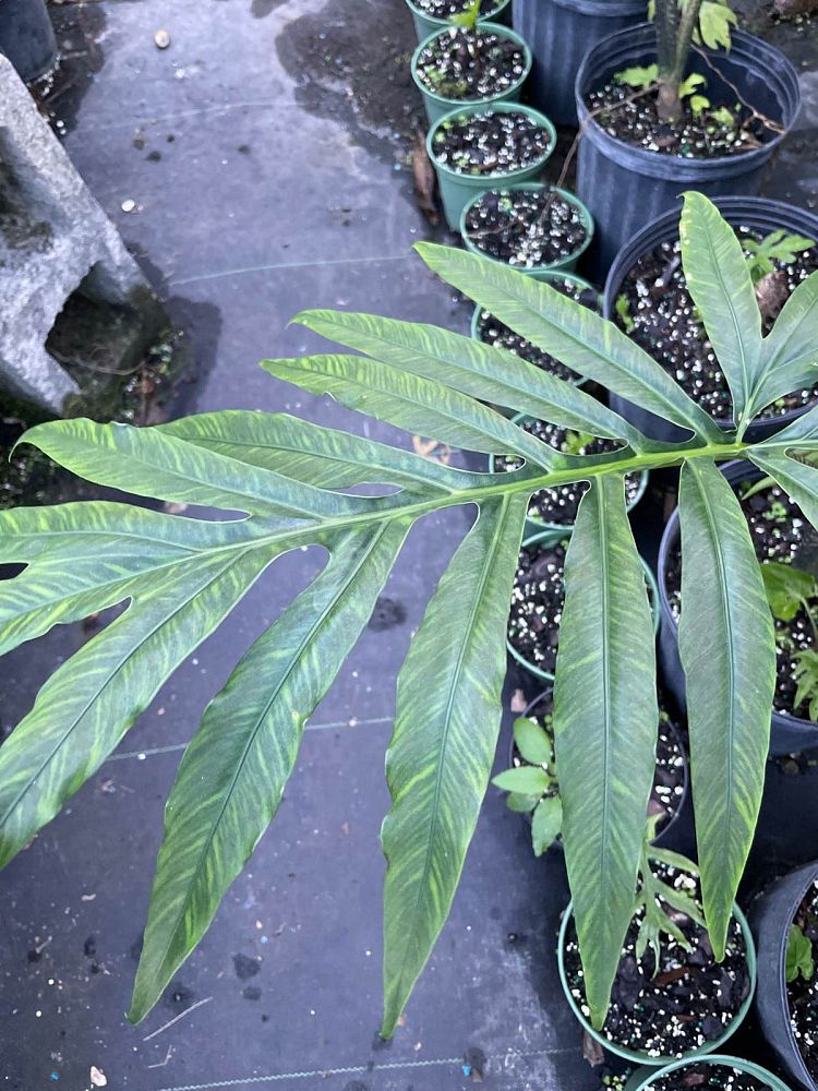 alocasia-brancifolia-nishiri-elephant-ear