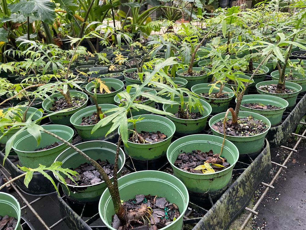 alocasia-brancifolia-nishiri-elephant-ear
