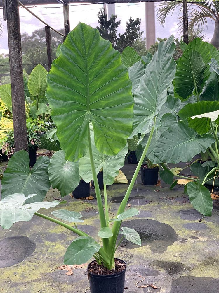 alocasia-calidora-elephant-ear