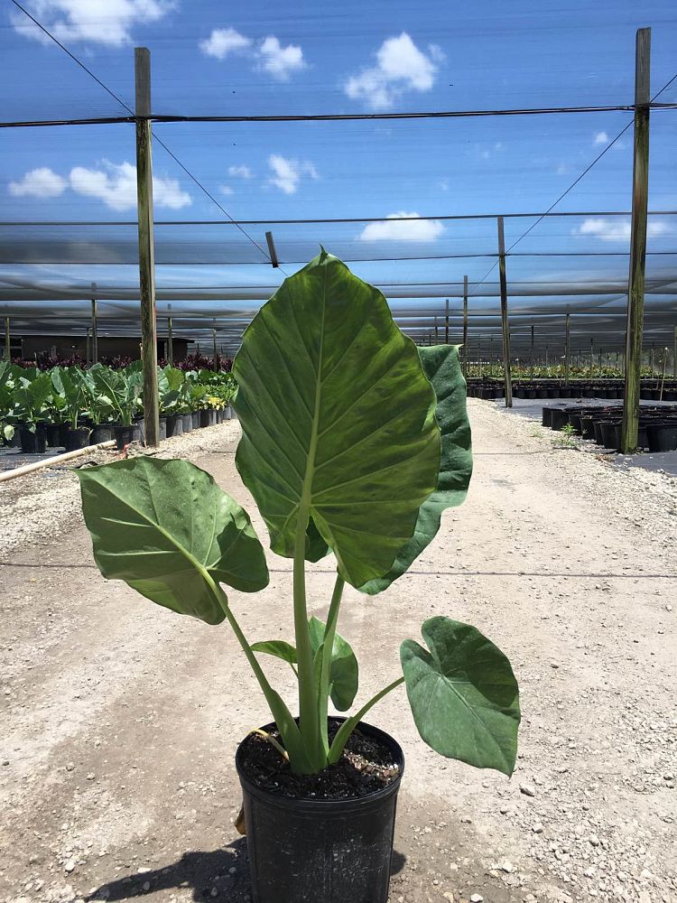 alocasia-calidora-elephant-ear