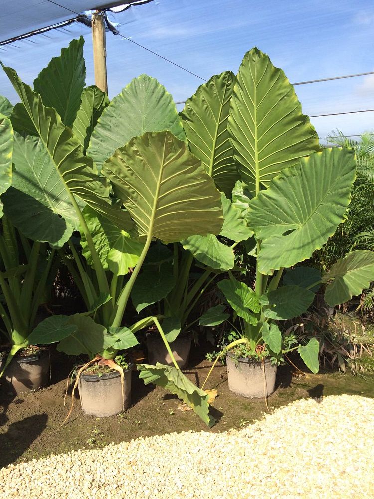 alocasia-calidora-elephant-ear
