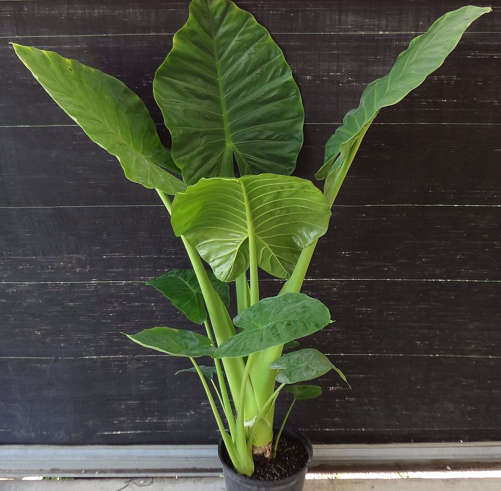 alocasia-calidora-elephant-ear